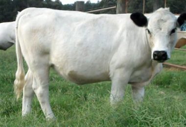 british white cow