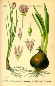 homeopathic medicine Allium cepa