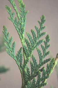 thuja homeopathic medicine for acne