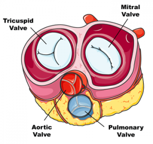 human-heart-valves