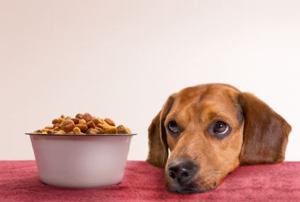 Do dogs and cats get everything they need nutritionally from typical dog and cat food?