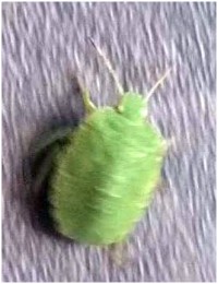 green-beetle