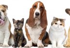 veterinary homeopathy