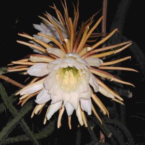 Cactus grandiflorus homeopathy medicine for heart diseases
