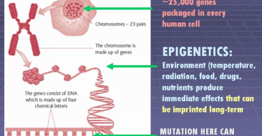 Epigenetics Infogram