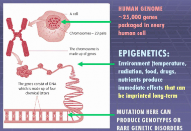 Epigenetics Infogram