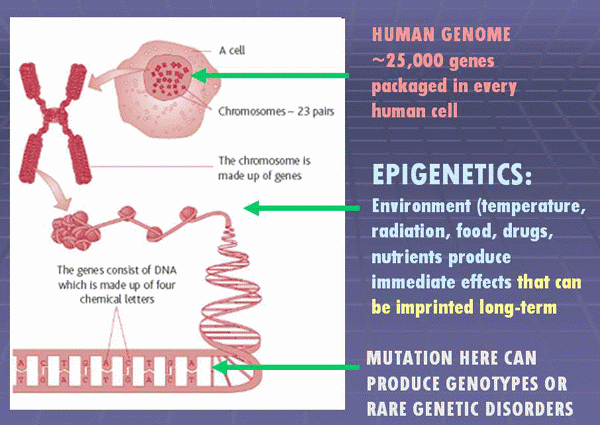 Epigenetics-Infogram