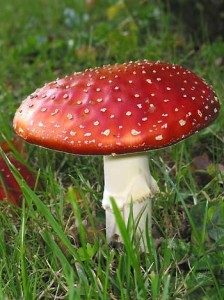 agaricus homeopathy medicine for autism