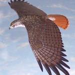 Redtailed hawk