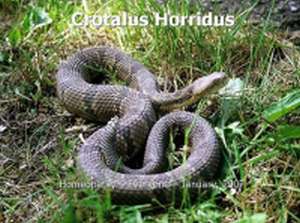 crotalus horridus