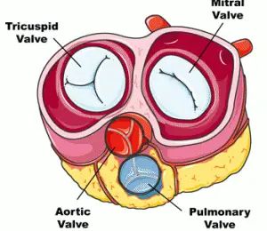 human heart valves