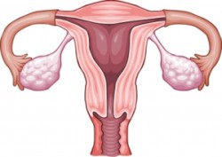 ovaries uterus