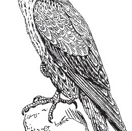 vervacke falco oct image