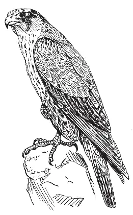 vervacke falco oct image