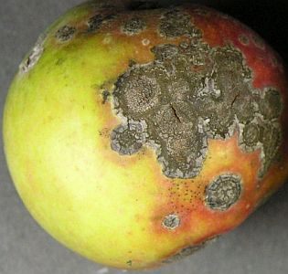 apple-scab-disease