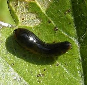 sawfly-larvae
