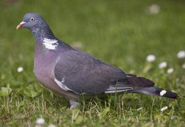 columba palumbus pigeon