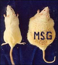 MSG rats