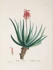 homeopathic remedy aloes for hemorrhoids