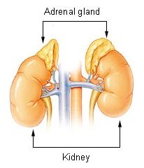 adrenal glands adrenal fatigue