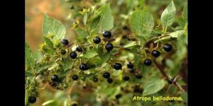 Atropa belladonna. homeopathy medicine for scarlet fever