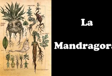 mnadragora homeopathy