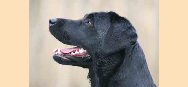 black lab real life face