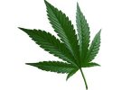 indica cannabis leaf