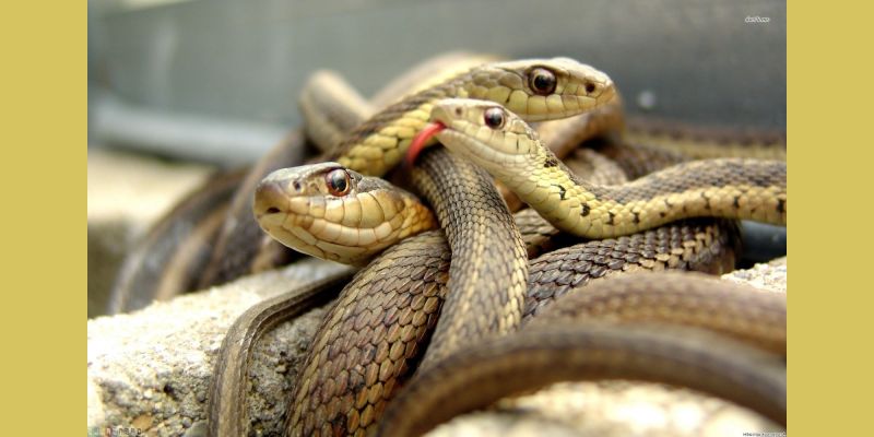 Snake Remedies – Boon for Coagulopathies