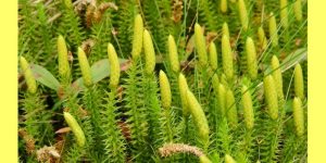lycopodium homeopathy medicine for diptheria