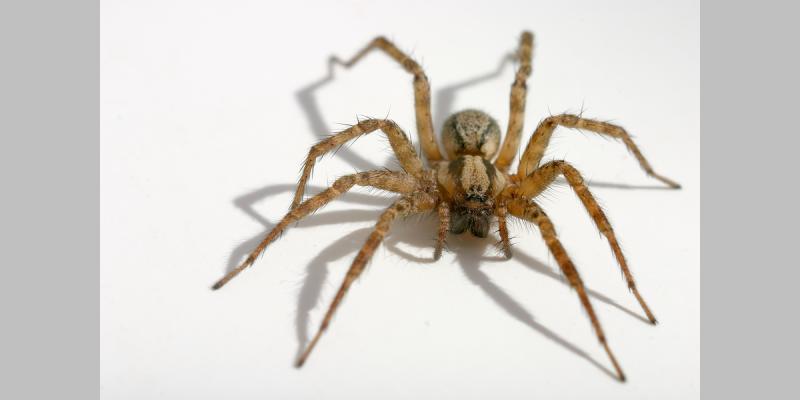 bigstockphoto Spider