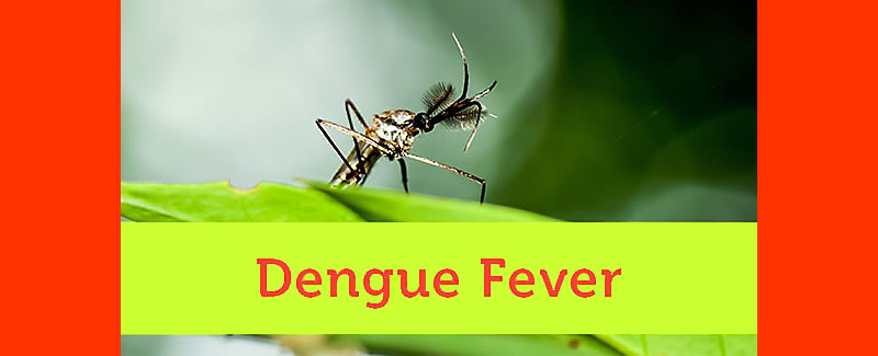 homeopathy treatment of dengue fever