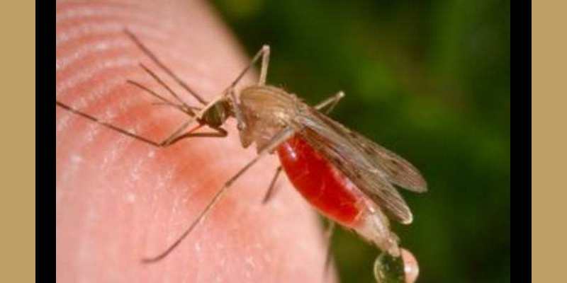 Homeopathic Approach in Management of Malarial Fever