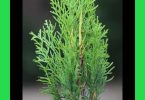 The Soul of Remedies: Thuja occidentalis