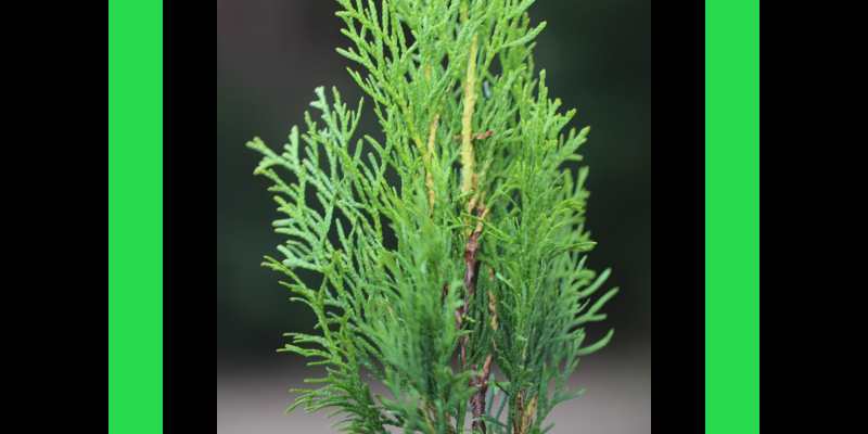 The Soul of Remedies: Thuja occidentalis