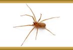 Brown Recluse Spider- A Lesser Known Spider Remedy